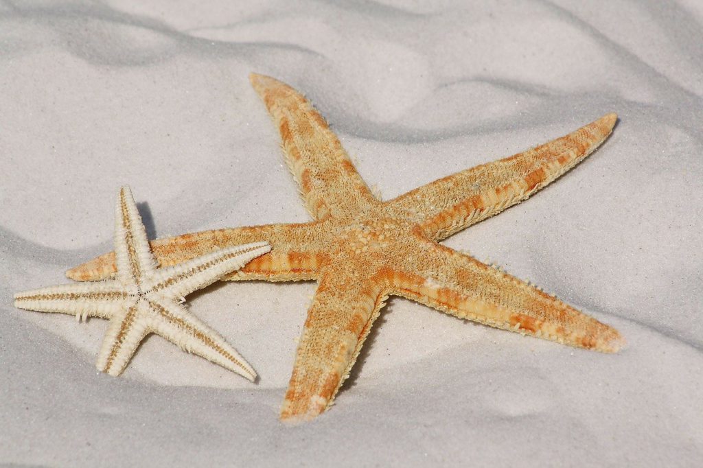 starfish, sand, sea star